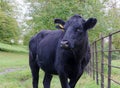 Black cow standing in an imposing manner