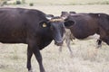 Brown and black cows grazing