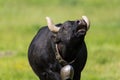 Black cow lowing Royalty Free Stock Photo