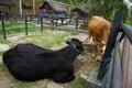 Black Cow lying down on the ground and the brown cow& x27;s back standing in front of it on their cage. Royalty Free Stock Photo