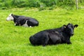 Black cow lying on green grass field. Cows on free grazing Royalty Free Stock Photo