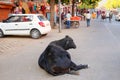 Black cow lying at Johari Bazzar Street in Jaipur, Rajasthan, In