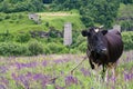 Black cow in a meadow of purple flowers on the background of green stone slopes Royalty Free Stock Photo