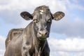 Black cow, medium shot, grumpy and a blue cloudy background