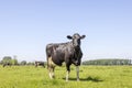 Black cow nosy and proud, dairy udder, green pasture under a blue sky