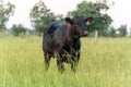 Black cow in a pasture of tall green grass. Royalty Free Stock Photo