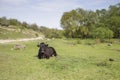 Black cow on a pasture Royalty Free Stock Photo