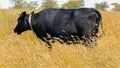 Black cow in pastures