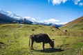 A black cow pasturing in rural community in the mountains Royalty Free Stock Photo