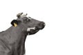 Black Cow portrait close up isolated on white. Funny cute black cow head isolated on white Royalty Free Stock Photo