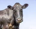 Black cow, portrait head, medium shot, long face looking and a blue background Royalty Free Stock Photo