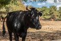 Black cow resting at Sierra de Guadarrama, Madrid, Spain