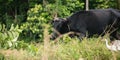 Cow restrained by a rope around its neck in a paddy field