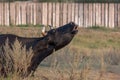 Black cow is screaming lying on the grass