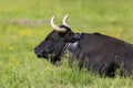 Black cow Royalty Free Stock Photo