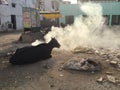Cow sits by burning trash, India