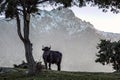Black cow in snow capped mountains of Corsica