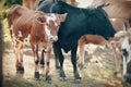 A black cow and a spotted calf