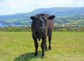 Close up of a black cow in scenic countryside