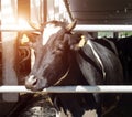 A black cow stands on a farm and looks at the camera, close-up, farming, the sun is shining, kine