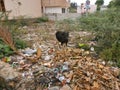 Cow with trash