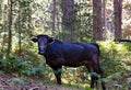 Black cow from Valsain, Segovia free in nature looking at the camera. Sun behind her.