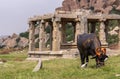 Black cow at Vittalaraya Temple, Hampi, Karnataka, India Royalty Free Stock Photo
