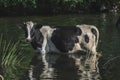 black and white cow at the watering place near the small river Royalty Free Stock Photo