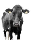 Black cow on a white background Royalty Free Stock Photo