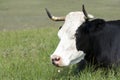 A black cow with a white head lies Royalty Free Stock Photo