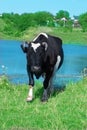 Black cow with white spots