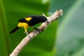 Black-cowled oriole