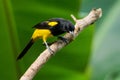 Black-cowled oriole