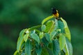 Black-cowled Oriole, Icterus prosthemelas, sitting on the green moss branch. Tropic bird in the nature habitat. Wildlife in Costa