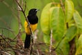 Black-cowled Oriole - Icterus prosthemelas black and yellow bird in the family Icteridae, found in the eastern half of mainland