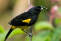 Black-cowled oriole