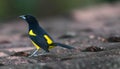 Black-cowled Oriole on a tile roof