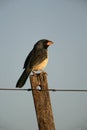 Black-cowled saltator, Saltator nigriceps