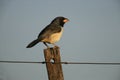 Black-cowled saltator, Saltator nigriceps