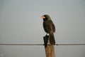 Black-cowled saltator, Saltator nigriceps