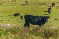 Cows at Countryside, Maldonado, Uruguay