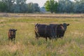 Black Cows grazing in a grassy field Royalty Free Stock Photo