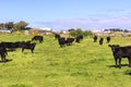 Black cows grazing in Haugesund