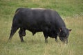 Black cows are grazing on the meadow. Beef cattle on the pasture.