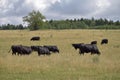 Black cows are grazing on the meadow. Beef cattle on the pasture. Royalty Free Stock Photo