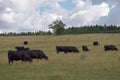 Black cows are grazing on the meadow. Beef cattle on the pasture. Royalty Free Stock Photo