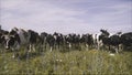 Cattle on pasture. Black cows in a herd for a walk Royalty Free Stock Photo