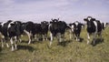 Cattle on pasture. Black cows in a herd for a walk Royalty Free Stock Photo