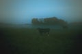 Black cows silhouette in a night mist