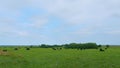 Black cows stand grazing on meadow field. Herd of black angus on a pasture. Cows grazing pasture. Royalty Free Stock Photo